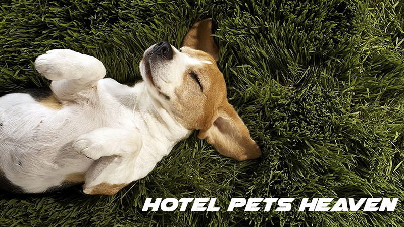 Хотел за домашни любимци Pets Heaven