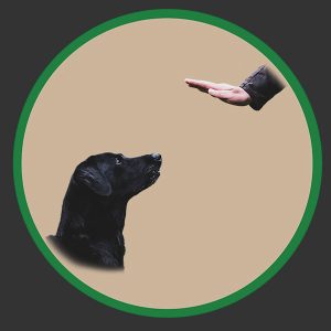 Обучение и социализация Pets Heaven