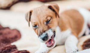 Инфекциозния трахеобронхит или кучешката кашлица статии хотел Pets Heaven