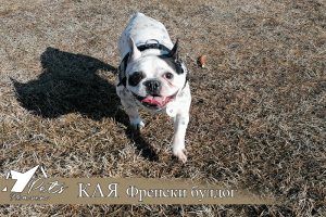 Кая Френски Булдог - хотел за кучета Pets Heaven