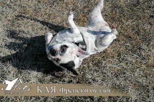 Хотел за кучета Pets Heaven - Кая Френски булдог