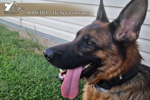Гости на хотел за домашни любимци Pets Heaven Лорейн - Немска овчарка. Хотел за домашни любимци Pets Heaven