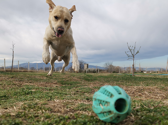 Дневна занималня за кучета в Pets Heaven