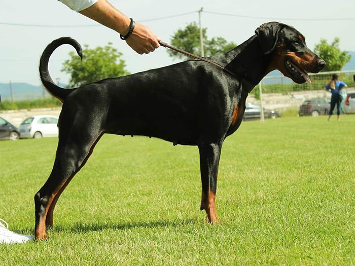 Dobermann From Land of Glory Kennel