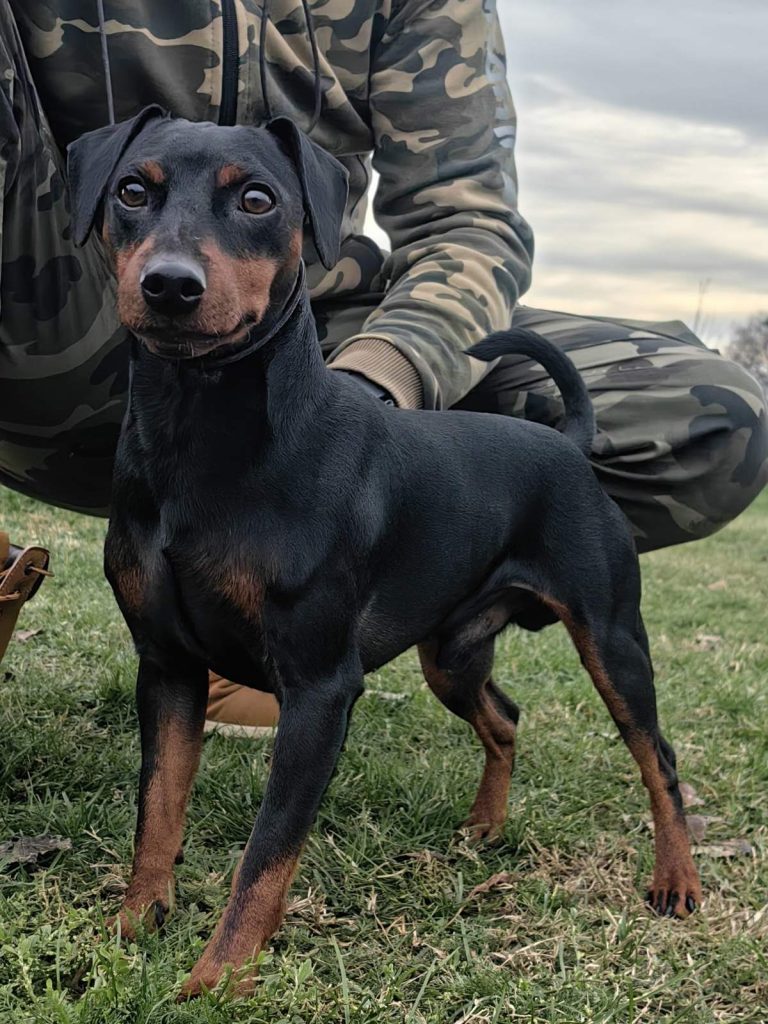 Zwergpinscher Male Champion part of Land of Glory Kennel