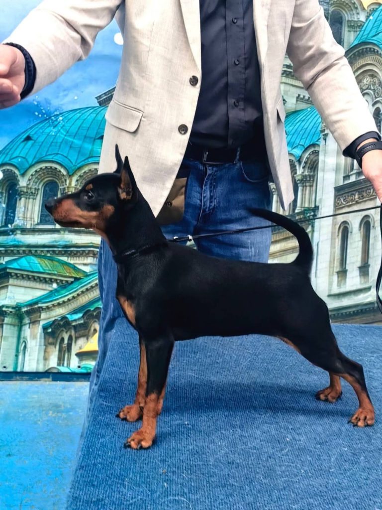 Zwergpinscher Champion Male part of Land of Glory Kennel