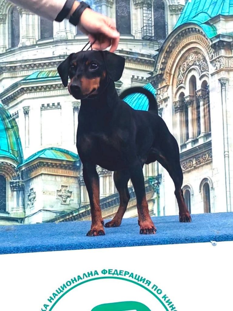 Zwergpinscher Champion Male part of Land of Glory Kennel